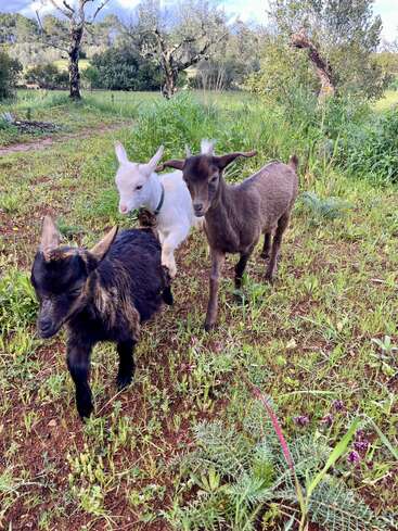 Trois adorables bébés chèvres, un blanc, un brun et un noir, explorent un champ vert et herbeux entouré d'arbres sous un ciel partiellement nuageux.