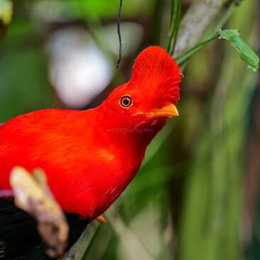 Um pássaro vermelho-alaranjado vibrante com uma crista única e fofa senta-se em um galho cercado por folhagem verde. Seu bico amarelo brilhante e seus olhos atentos se destacam.