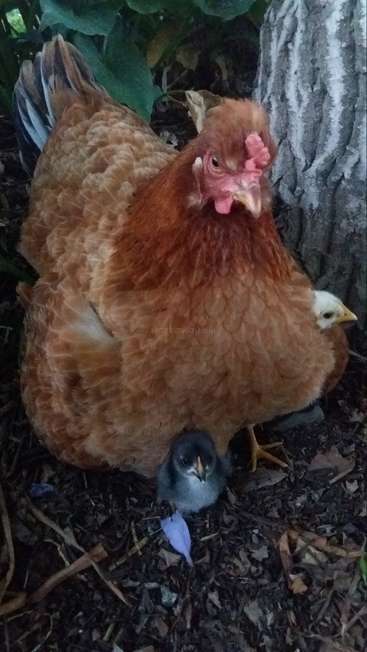 L'image représente une mère poule avec deux poussins, l'un noir et l'autre blanc, debout sur le sol devant un tronc d'arbre et entourés de feuilles.