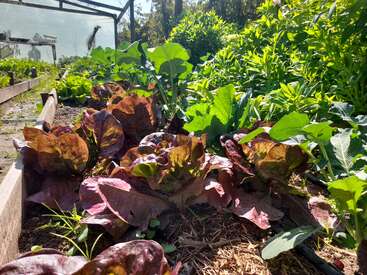 A vibrant vegetable garden in sunlight, with leafy greens and red lettuce growing in raised beds, surrounded by lush, healthy plants and green foliage.