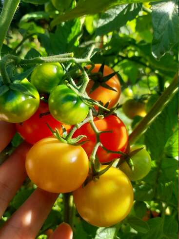 This image shows a hand gently touching a cluster of ripening tomatoes. The tomatoes vary in color—green, yellow, orange, and red—amid lush green leaves.