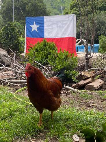 Ein brauner Hahn steht auf grünem Gras im Vordergrund, während eine große chilenische Flagge und üppige Bäume im Hintergrund eine ländliche Szene schaffen.