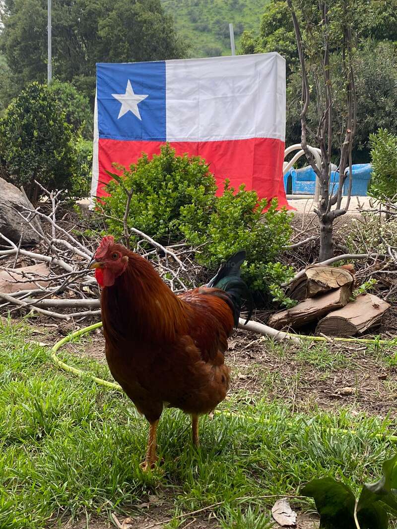 A brown rooster stands on green grass in the foreground, with a large Chilean flag and lush trees in the background, creating a rural scene.