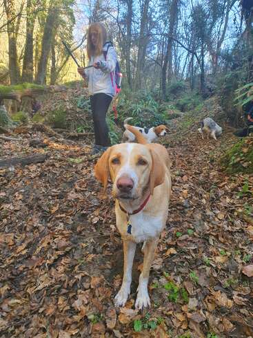 Eine Frau wandert mit drei Hunden durch einen Waldweg. Gefallene Blätter bedecken den Boden. Der nächstgelegene Hund schaut direkt in die Kamera und erkundet den Wald.
