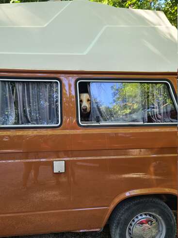 Ein brauner Oldtimer-Wohnwagen ist geparkt. Ein Hund lugt neugierig aus dem Fenster, das von Vorhängen umgeben ist, während sich die Bäume im Glas spiegeln.