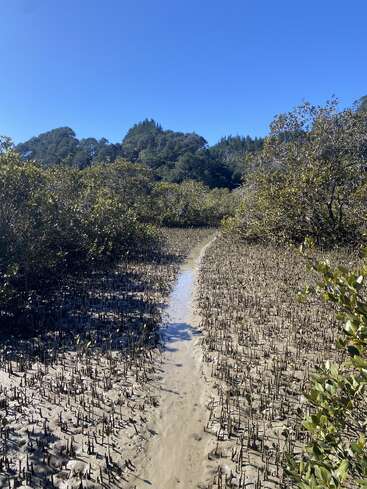 Dieses Bild zeigt einen schlammigen Mangrovenwald unter einem klaren blauen Himmel. Ein schmaler, gewundener Wasserkanal durchschneidet die dichten Mangrovenwurzeln und das grüne Laub.