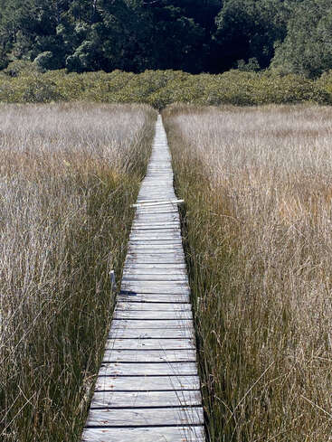 Ein schmaler Holzsteg erstreckt sich über das hohe, grasbewachsene Sumpfland und führt zu den dichten grünen Bäumen in der Ferne, die zu Erkundungen und Abenteuern in der Natur einladen.