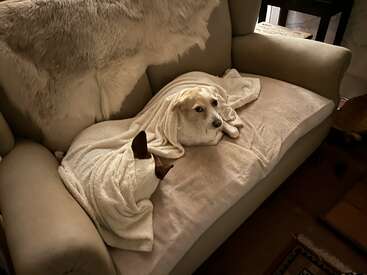 A cozy dog lies on a beige couch, wrapped snugly in a soft white blanket. Another animal, possibly a cat, is also bundled beside it.