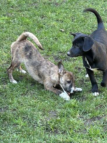 Two playful puppies are on green grass. One brown puppy bends down chewing something, while a black puppy stands nearby, looking curiously at its friend.