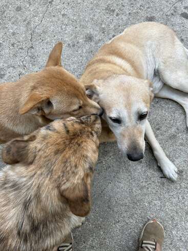 Three dogs are gathered closely together on a rough concrete surface. Two are nuzzling or sniffing the third, who is lying down and looks relaxed.