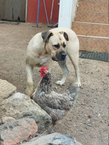 Ein brauner Hund und ein graues Huhn stehen eng beieinander auf einem schmutzigen Hof. Im Hintergrund sieht man geflieste Stufen und Steine, was ein rustikales Bauernhofgefühl vermittelt.