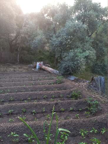 Dieses Bild zeigt einen kleinen Gemüsegarten mit ordentlich gepflanzten Reihen junger grüner Pflanzen, umgeben von Bäumen und natürlicher Vegetation, die in sanftes Sonnenlicht getaucht sind.