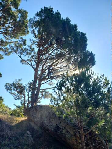Hohe Kiefern ragen unter einem klaren blauen Himmel über einen großen Felsen. Sonnenstrahlen fallen durch die Äste und tauchen die natürliche, ruhige Waldlandschaft in sanftes Licht.