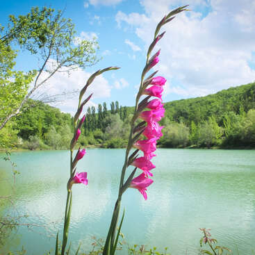 Três flores altas e rosadas de gladíolo estão ao lado de um lago verde tranquilo, cercado por árvores exuberantes, sob um céu azul brilhante cheio de nuvens fofas.
