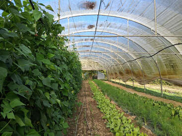 This image shows a greenhouse with rows of green plants thriving under a transparent, arched roof. Sunlight filters through, supporting healthy vegetable growth in organized beds.