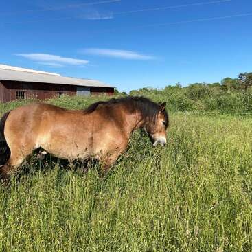 Das Bild zeigt ein braunes Pferd mit schwarzer Mähne, das an einem sonnigen Tag auf einer Wiese mit hohem Gras grast, während im Hintergrund eine Scheune und Bäume zu sehen sind.