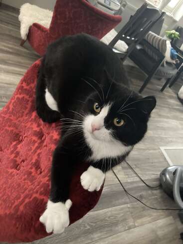 Um gato preto e branco descansa em uma cadeira vermelha com uma textura estampada. O gato olha para cima com olhos arregalados. O cômodo parece aconchegante, moderno e arrumado.
