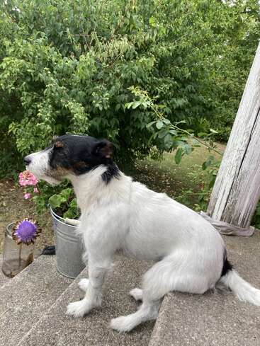 Um pequeno cachorro preto e branco senta-se em degraus de concreto ao ar livre, voltado para a esquerda. Atrás dele, arbustos verdes e flores em um balde de metal criam uma cena de jardim exuberante.