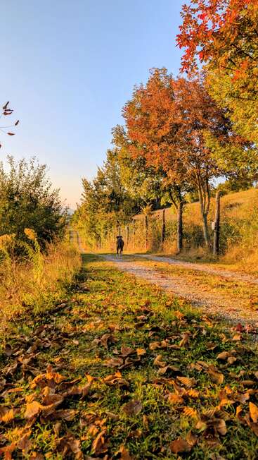 A peaceful autumn scene features a dog walking down a leaf-covered path, surrounded by colorful trees under a clear blue sky, bathed in golden sunlight.
