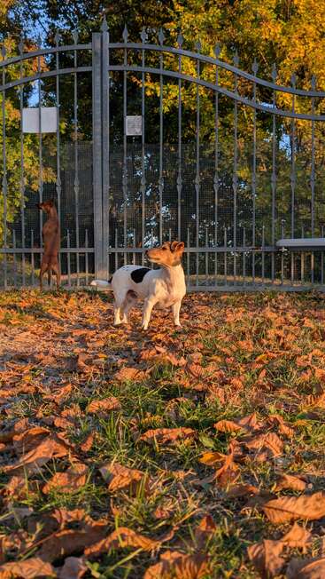Two dogs stand near a tall metal gate in a park. Autumn leaves cover the ground. Sunlight gently bathes the dogs, highlighting the vibrant fall colors.
