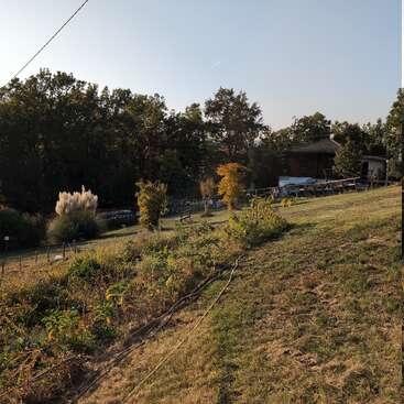 A grassy hillside with scattered plants and a garden. There are trees in the background, a rustic house, and the scene is bathed in soft sunlight.