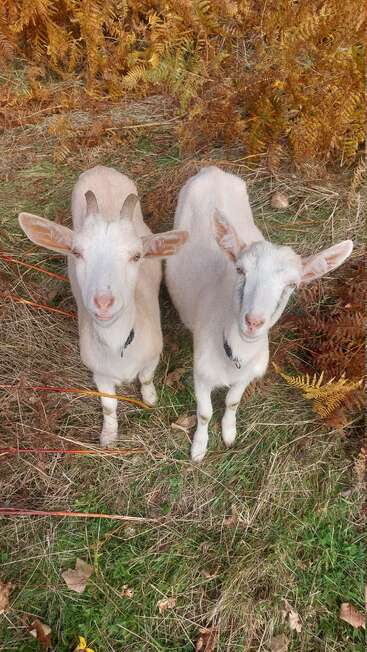 Dos cabras de color claro permanecen muy juntas en un campo cubierto de hierba, rodeadas de helechos secos y hojas otoñales, mirando hacia arriba con expresiones curiosas y amistosas.