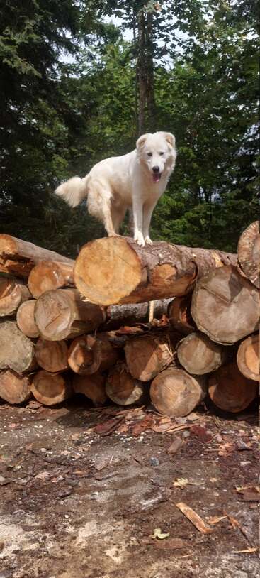 Un esponjoso perro blanco se alza confiado sobre una pila de grandes troncos cortados en una zona boscosa, rodeado de árboles verdes y paisajes forestales naturales.