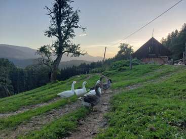 Una apacible escena rural al atardecer con seis gansos en un camino cubierto de hierba, un rústico granero de madera, montañas y árboles que se recortan contra el cielo nocturno.