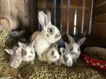 Eine Gruppe entzückender Kaninchen, sowohl Erwachsene als auch Babys, kuschelt sich eng aneinander auf Heu und Pellets in einem gemütlichen Holzstall und strahlt Wärme und Niedlichkeit aus.