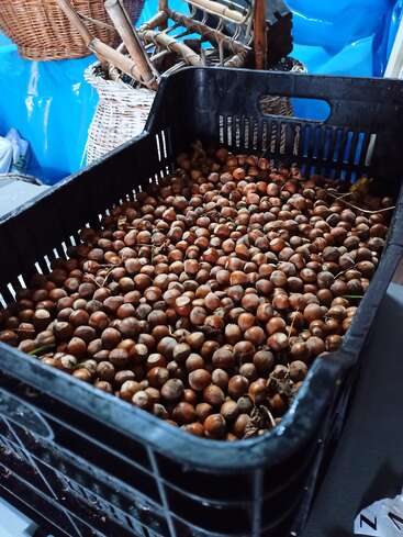Una gran caja negra llena de avellanas recién cosechadas. Al fondo se ven cestas de mimbre y objetos de madera, creando un ambiente de mercado rústico.