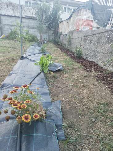 Un jardín en el patio trasero con una hilera de plantas y flores que crecen junto a una tela negra que cubre el suelo, una manguera de riego por goteo, delimitado por un muro de hormigón y una valla.