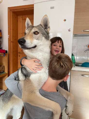 Un perro grande con rasgos de lobo es abrazado por dos niños sonrientes en una acogedora cocina, irradiando calidez, alegría y afecto genuino entre ellos.