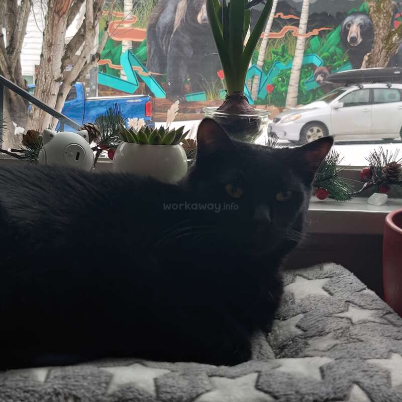 Petsitter needed to help look after my cat while I recover from surgery