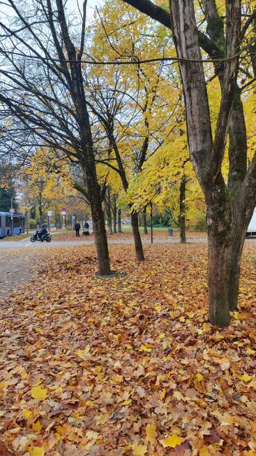 Golden autumn leaves blanket the ground beneath tall trees. People stroll along the path while a bus and scooter pass by on a quiet street.