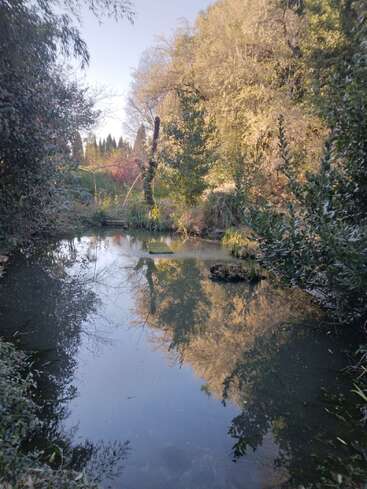A serene pond reflects surrounding trees and clear sky. Lush greenery and tall bushes frame the water, creating a peaceful, natural landscape scene in daylight.