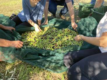 Plusieurs personnes récoltent des olives et les trient sur un filet vert. Leurs mains trient soigneusement les olives fraîchement récoltées, appréciant le travail d'équipe dans un cadre extérieur ensoleillé.