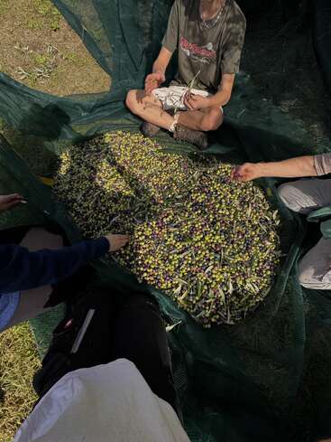 Quatre personnes sont assises autour d'un grand tas d'olives fraîchement récoltées sur un filet vert, triant et collectant les fruits en plein air, à la lumière naturelle du soleil.