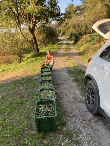 Une personne est assise sur un chemin rural près d'arbres, entourée de grandes caisses remplies d'olives fraîchement récoltées, à côté d'une voiture blanche sous la lumière chaude du soleil.