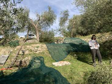 Une personne se tient dans une oliveraie ensoleillée et herbeuse, entourée de filets verts, d'échelles, d'outils et d'un chien au repos, suggérant une activité de récolte d'olives en cours.