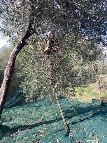 Une personne récolte des olives sur un arbre, debout parmi les branches. Des filets verts couvrent le sol pour attraper les olives tombées, avec une caisse à proximité sur l'herbe.
