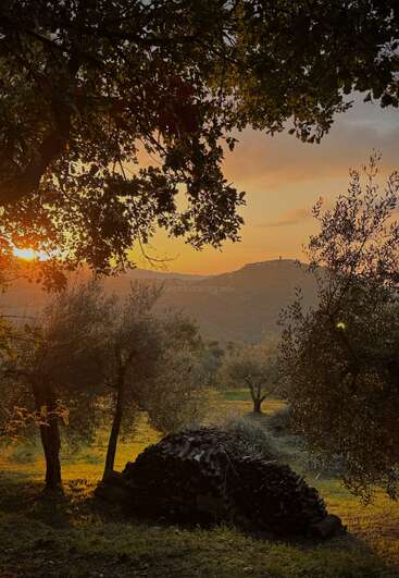 Un coucher de soleil serein se faufile entre les arbres, les oliveraies et un tas de bois soigneusement empilé, projetant une lumière chaude et dorée sur le paysage rural paisible et les collines lointaines.