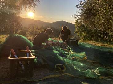 Two people harvest olives at sunset, gathering them on large green nets beneath olive trees. Hills and trees are softly lit in the golden evening light.