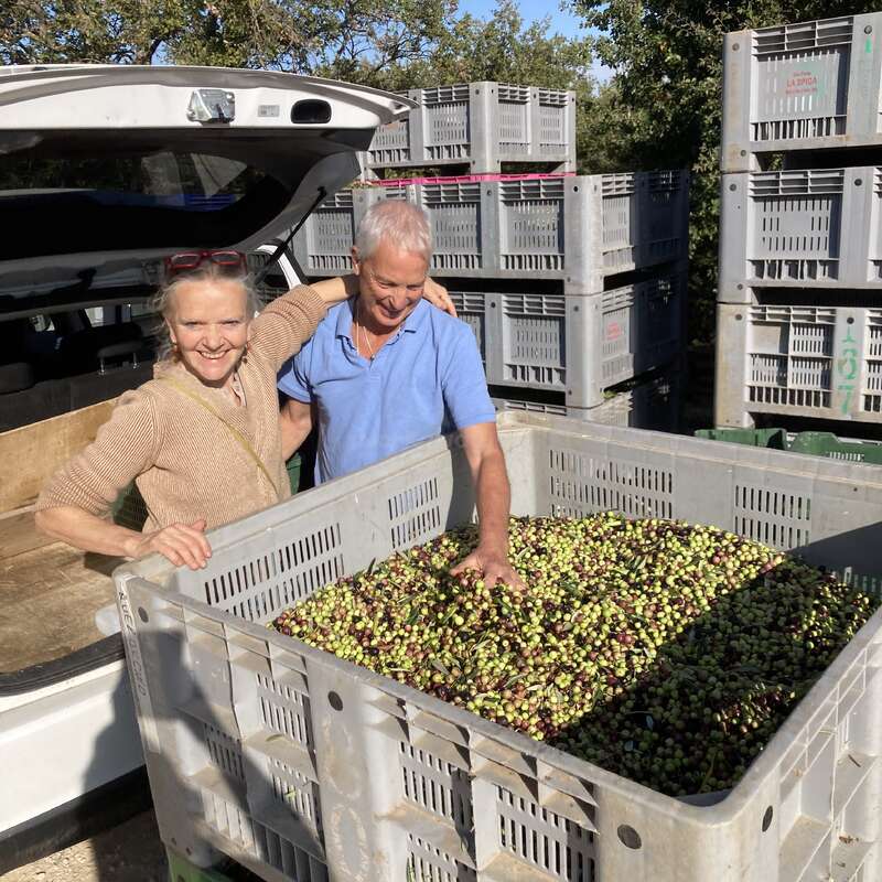 Un couple souriant se tient à côté d'une grande caisse en plastique remplie d'olives fraîchement récoltées, entourée d'autres caisses à l'extérieur, suggérant des activités de cueillette d'olives ou d'agriculture.