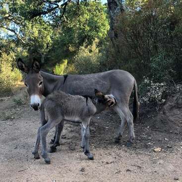 La imagen representa a un burro y su cría en un camino de tierra, con el potro amamantándose de su madre en una zona boscosa.