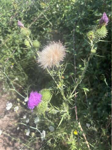 A wild thistle plant stands tall in sunlight, displaying vibrant purple blooms, green spiky stems, and a fluffy white seed head amid lush greenery.