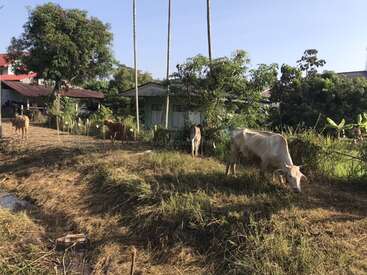 A imagem retrata uma cena rural serena com vacas pastando em um campo, cercadas por árvores e edifícios, em um céu azul claro.