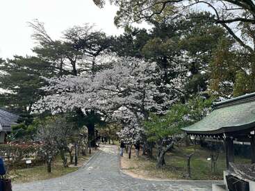 Uma cena tranquila de jardim com cerejeiras em flor, um caminho de pedra serpenteando, algumas pessoas passeando e a arquitetura tradicional japonesa visível à direita.