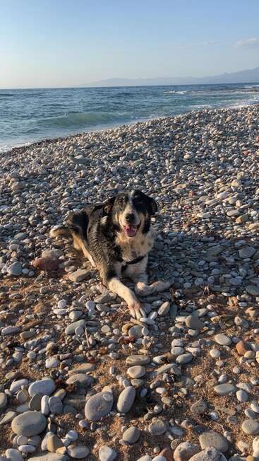 Um cachorro feliz deitado em uma praia rochosa, cercado por seixos lisos, com ondas suaves do mar, um céu claro e montanhas distantes ao fundo.