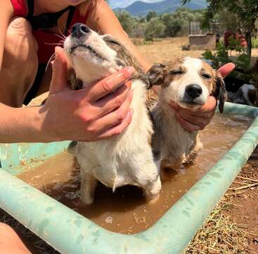 Dois adoráveis filhotes de cachorro estão sendo banhados em uma banheira com água lamacenta ao ar livre. Eles parecem relaxados e contentes enquanto mãos carinhosas os esfregam gentilmente.