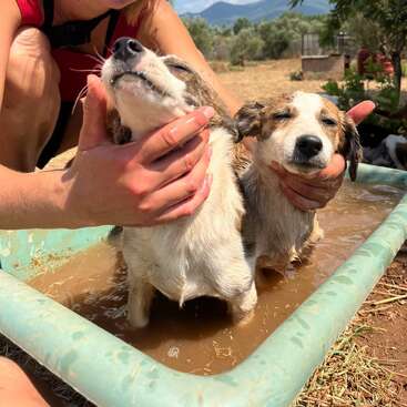 Zwei niedliche Welpen werden draußen in einer Wanne mit schlammigem Wasser gebadet. Sie sehen entspannt und zufrieden aus, während liebevolle Hände sie sanft schrubben.